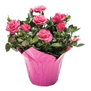 Rose Bushes